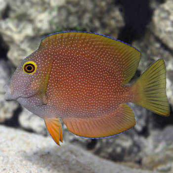 Ctenochaetus truncatus- Bristletooth tang S