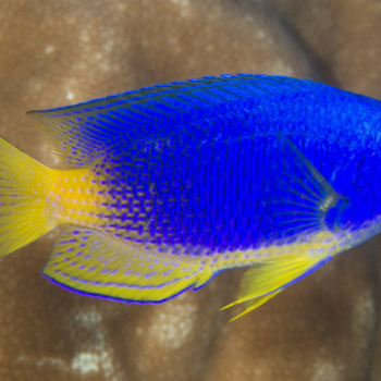 Pomacentrus caeruleus M - Caerulean Damsel