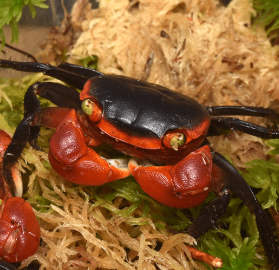Metasesarma aubryi- Red Apple Crab