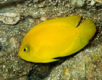 Centropyge heraldi S - Yellow Angelfish
