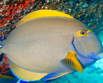 Acanthurus dussumieri - Eyestripe Surgeonfish 7-12cm