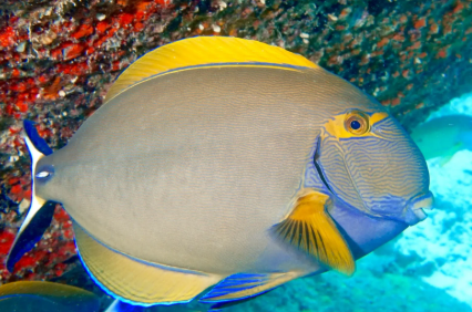 Acanthurus dussumieri - Eyestripe Surgeonfish 7-12cm 1 Acanthurus dussumieri - Eyestripe Surgeonfish 7-12cm