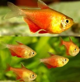 Hyphessobrycon flammeus - Golden Flame Tetra