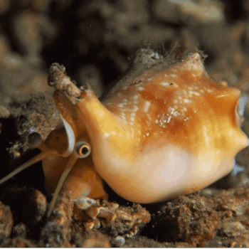 Strombus dentatus - Conch Stalk-eye Snail