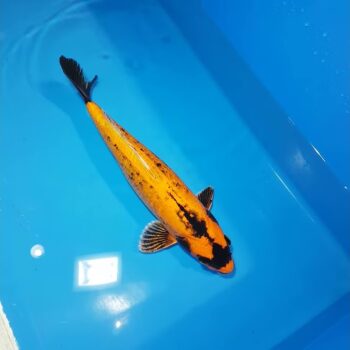 Cyprinus carpio - Banana Koi 12cm