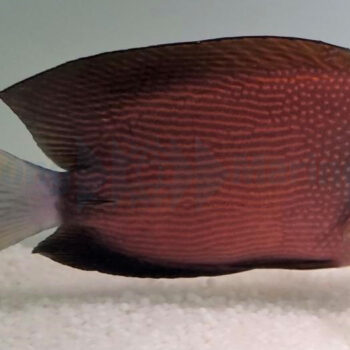 Ctenochaetus flavicauda - White Tail Bristletooth Tang L