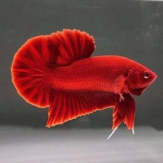 Betta splendens – Siamese Fighting Super Red Plakat 5cm