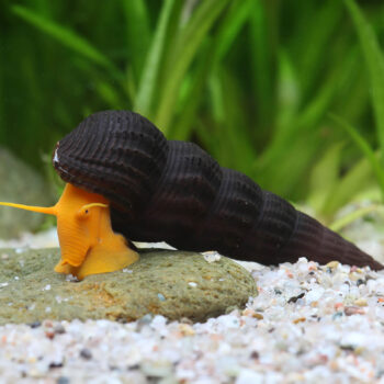 Tylomelania sp.- Orange Rock Snail M