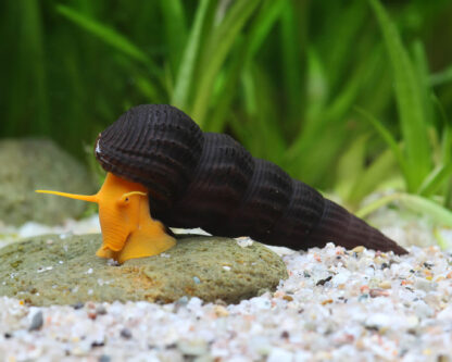 Tylomelania sp.- Orange Rock Snail M