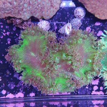 Catalaphyllia B559 (46886)