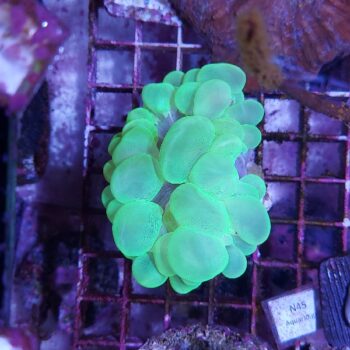 Plerogyra sinuosa (46808)