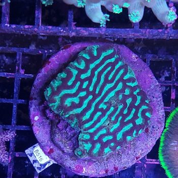 Platygyra B516 (46836)