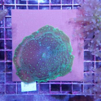 Amplexidiscus M14	(46813)
