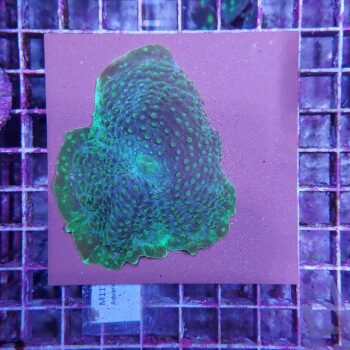 Amplexidiscus M11	(46813)