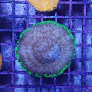 Fungia bicolor 1 (49427)