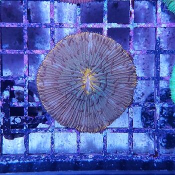 Fungia (50435)