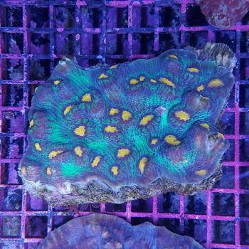 Mycedium sp. (33829)