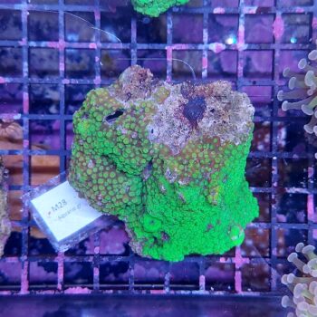 Cyphastrea M28 (34246)
