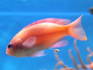 Pseudanthias truncatus- Truncate Fairy Basslet