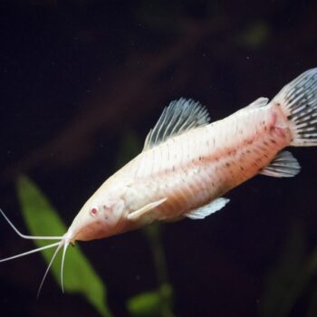 Hoplosternum thoracatum albino- Catfish-Hoplo Port Albino 3-4cm