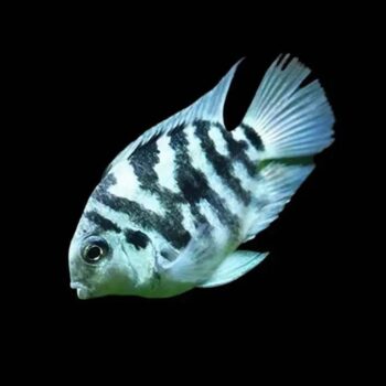 Cichlasoma Sp. - Polar Blue Tiger Parrot 5cm