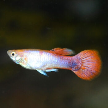 Poecilia reticulata- Pink Tail Blonde Guppy Male 3-3.5cm