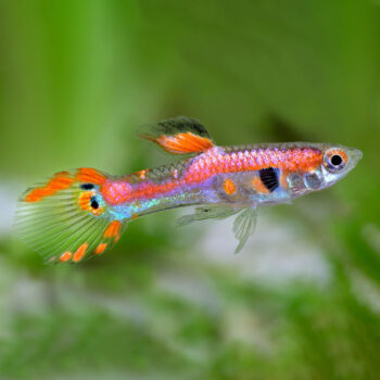 Poecilia reticulata - Pink Endler Guppy Male 2-3cm