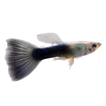 Poecilia reticulata - Turquoise Bluetail Guppy Male 3.5-4cm