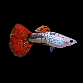 Poecilia reticulata – King Cobra Red Guppy Male 2.5-3 cm