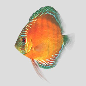 Symphysodon discus - Alencer discus 8-10cm