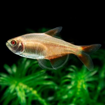 Hyphessobrycon anisitsi - Albino Buenos Aires Tetra