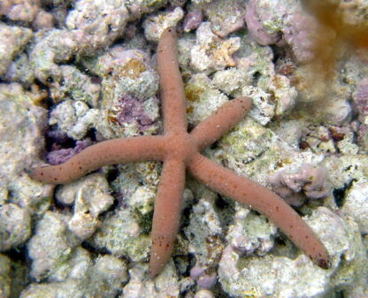 Linckia Sp. - Red Batik Linckia Starfish