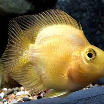Cichlasoma Sp. - Yellow Parrot Cichlid 5cm