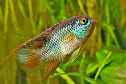 Nannacara anomala-Golden Dwarf Cichlid 3cm