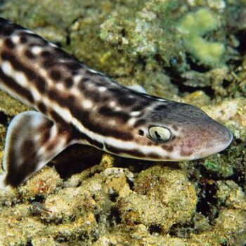 Atelomycterus macleayi- Australian Marbled Catshark