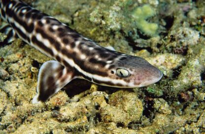 Atelomycterus macleayi- Australian Marbled Catshark