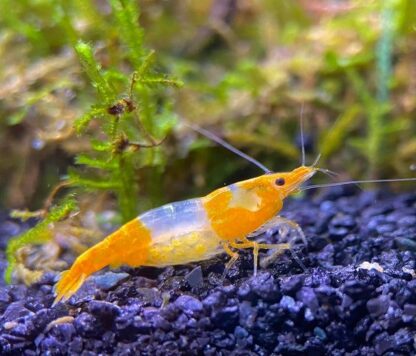 Neocaridina sp.- Orange Rili Shrimp