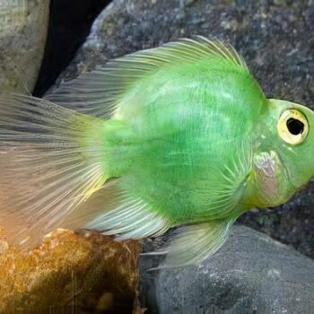 Cichlasoma Sp- Green Parrot 5-6cm