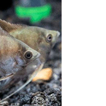 Pterophyllum scalare- Smokey Angelfish Pair