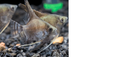 Pterophyllum scalare- Smokey Angelfish Pair