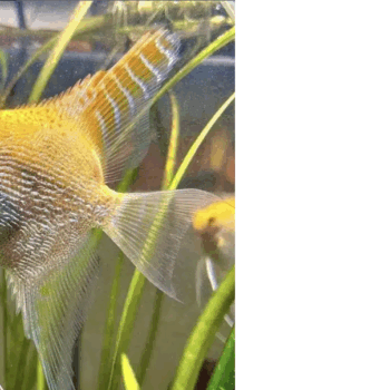 Pterophyllum scalare - Gold Angelfish Pair