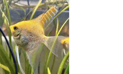 Pterophyllum scalare - Gold Angelfish Pair