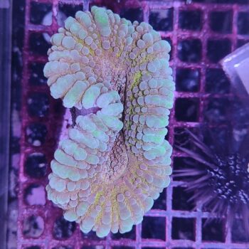 Lobophyllia A17 (46912)