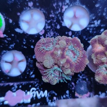 Acanthastrea lordhowensis 25