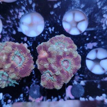 Acanthastrea lordhowensis 26