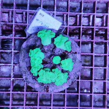 Caulastrea A19 (47320)