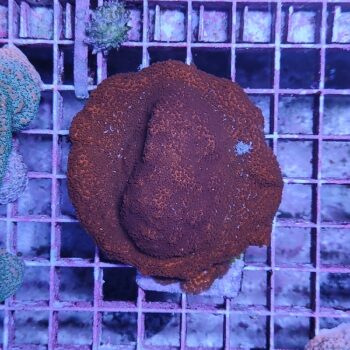 Montipora M32 (59402)