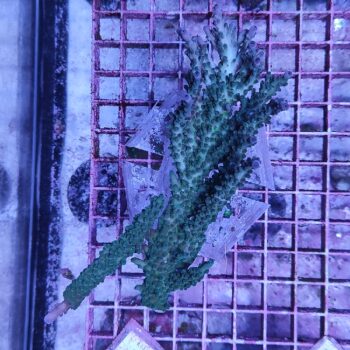 Acropora N72 (34220)