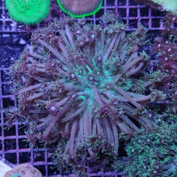 Goniopora A63 (47239)