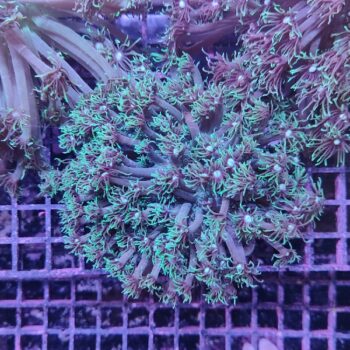 Zoanthus A96 (46822)